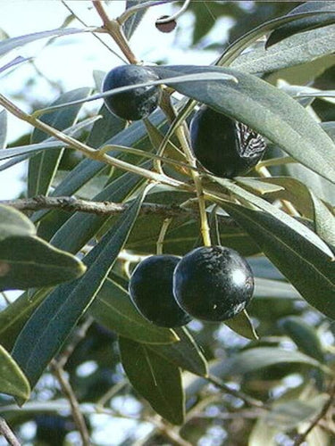 Arbequina Olive Tree, Semi-Dwarf
